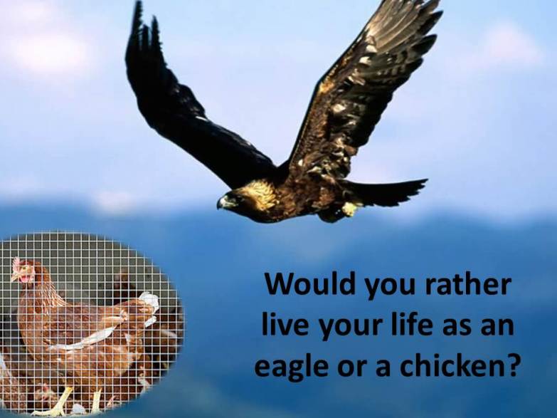 Soaring-Eagle-vs-Caged-Chicken